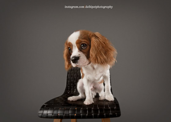 Cavalier King Charles Spaniel Dog breed photoshoot in studio