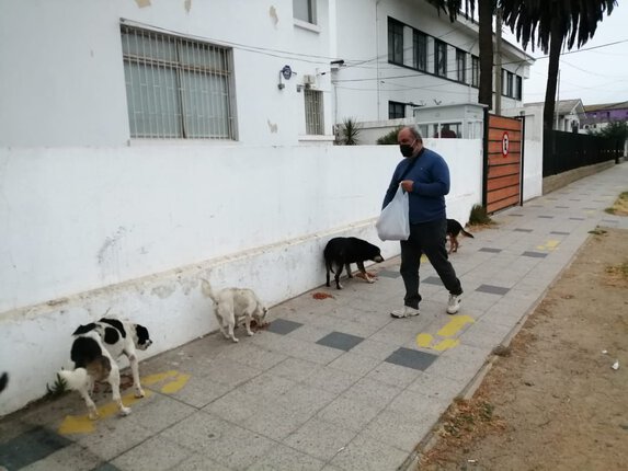perros