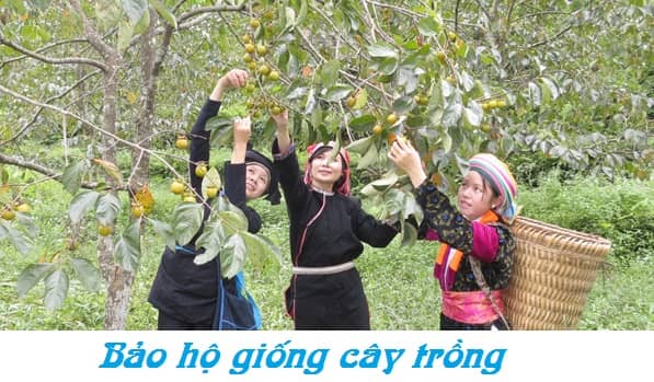 Tờ khai đăng ký bảo hộ giống cây trồng theo quy định