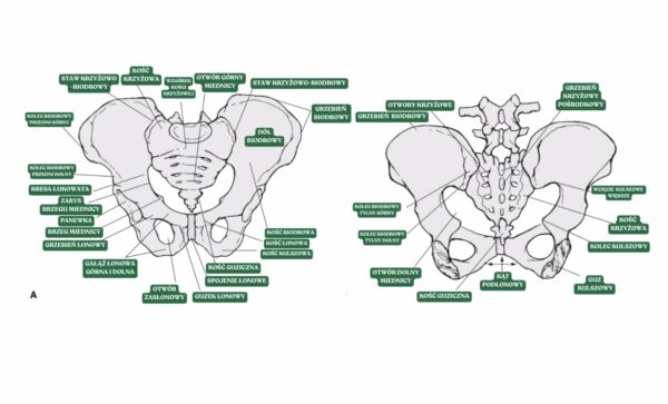 Biomechanika Przysiadu 2 Biomechanika Przysiadu