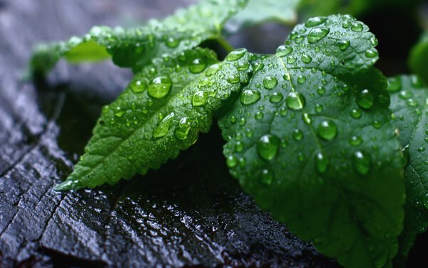 Young Living Essential Oils review