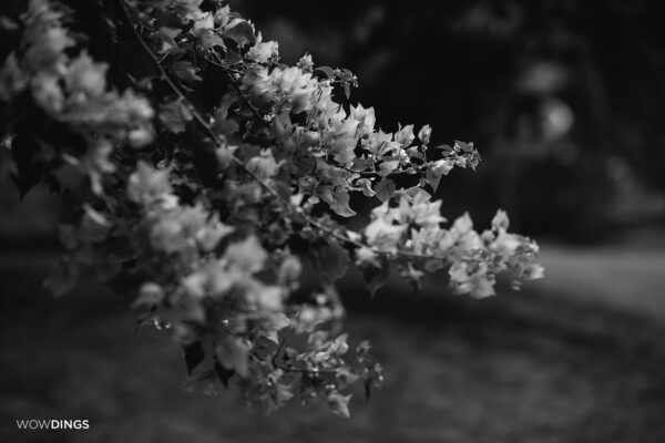 bougainvillea in monochrome