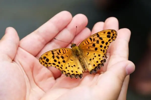 butterfly-4396444_1920