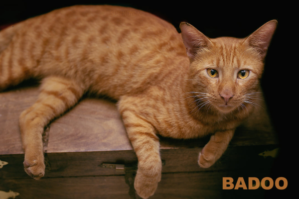 Gorgeous Ginger Cat by Delhi Pet Photography