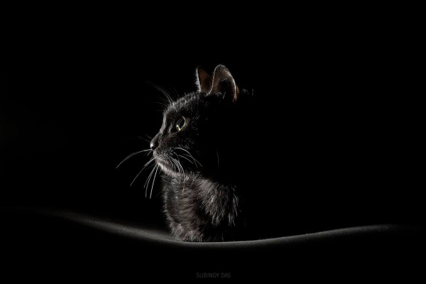 Gorgeous Black Kitten Creative Studio Portrait Photography