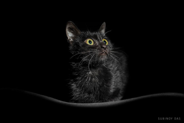 Beautiful Black Cat Studio Portrait Photography