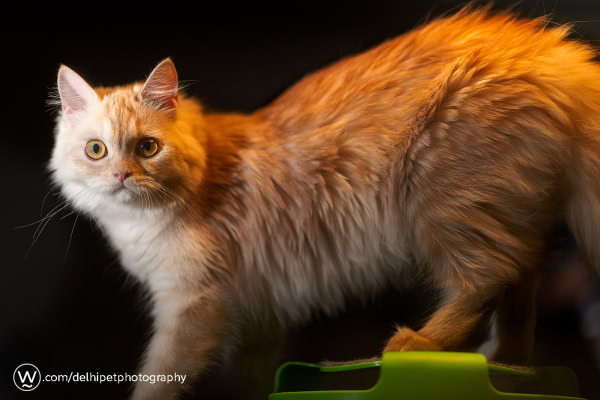 Delhi Pet photography