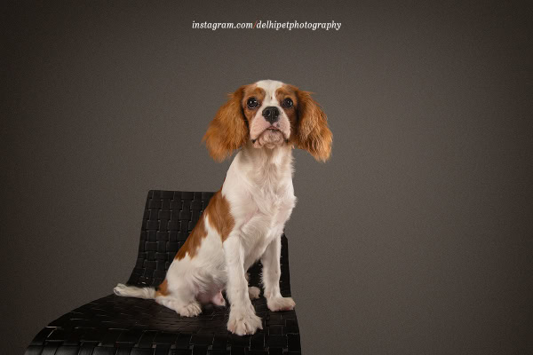 Cavalier King Charles Spaniel Dog breed photoshoot in studio