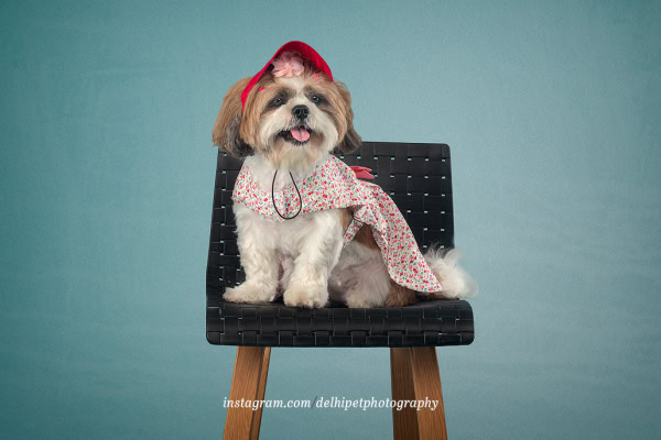 shih tzu dog fashion shoot with dress and hat