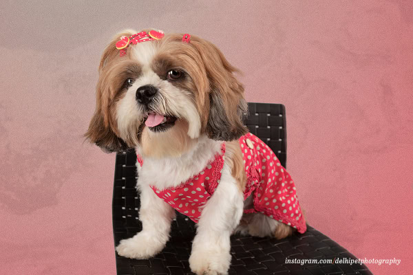 Dog baby product shoot