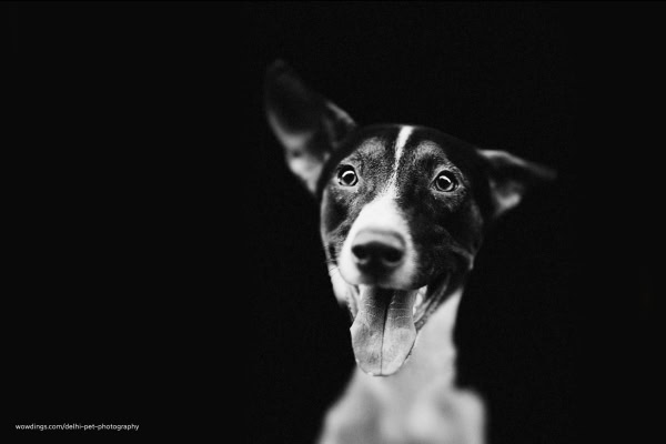 indie dog indoor photography