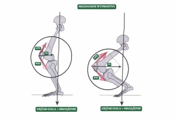 Biomechanika Przysiadu 3 Biomechanika Przysiadu