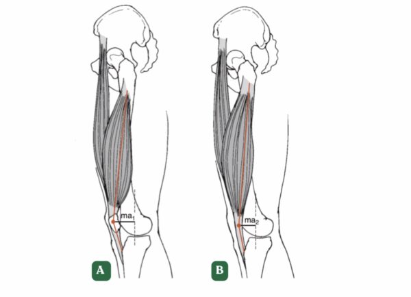 Biomechanika Przysiadu 5 Biomechanika Przysiadu