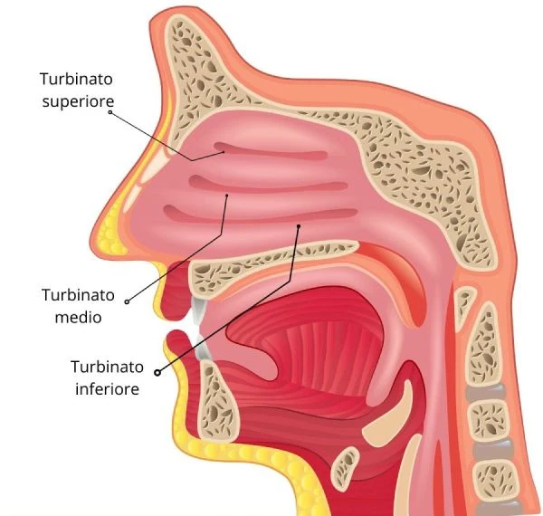 ipertrofia-dei-turbinati-anatomia