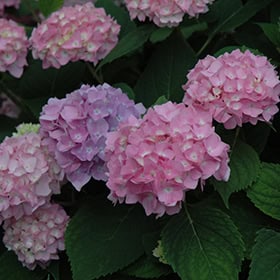 Hydrangea arborescens 'Annabelle' - Blomidon Nurseries
