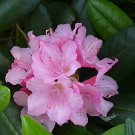 Rhododendron 'Blue Baron' - Blomidon Nurseries
