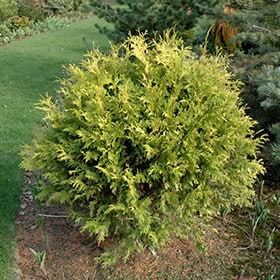 Thuja occidentalis "Jantar" - Blomidon Nurseries