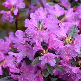Rhododendron catawbiense 'Lee's Dark Purple' - Blomidon Nurseries