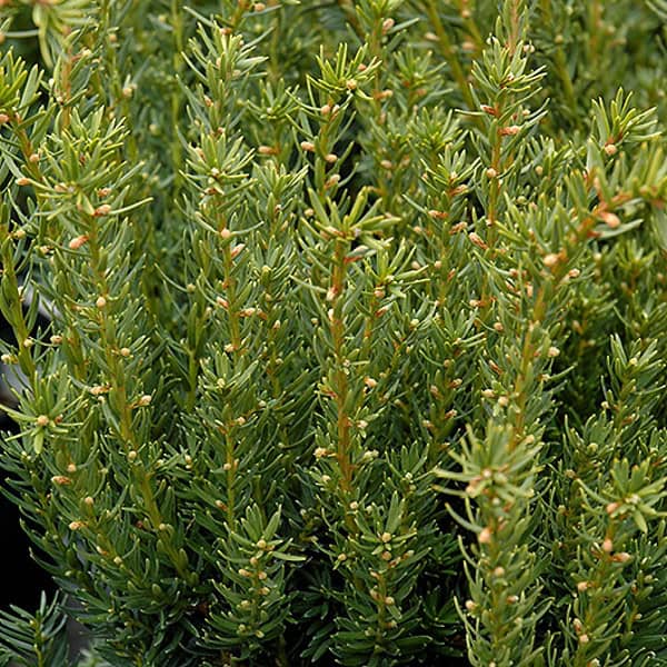Taxus x media 'Hicksii' - Blomidon Nurseries