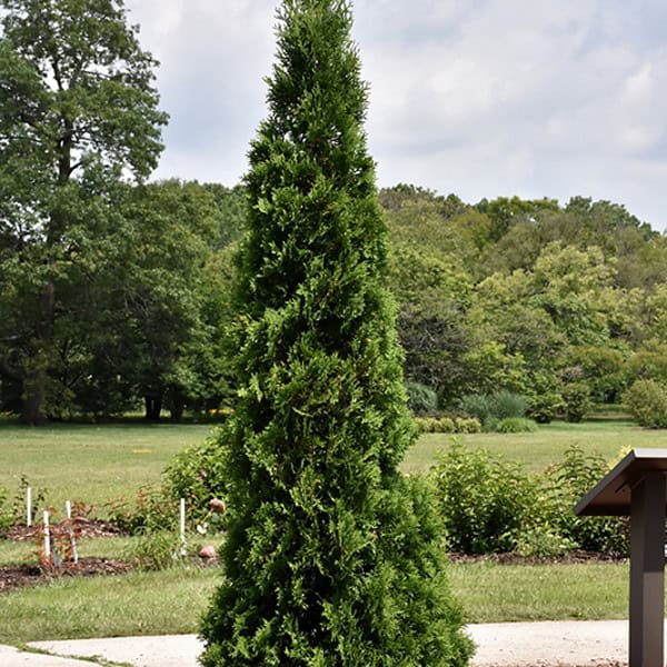 Thuja occidentalis "Jantar" - Blomidon Nurseries