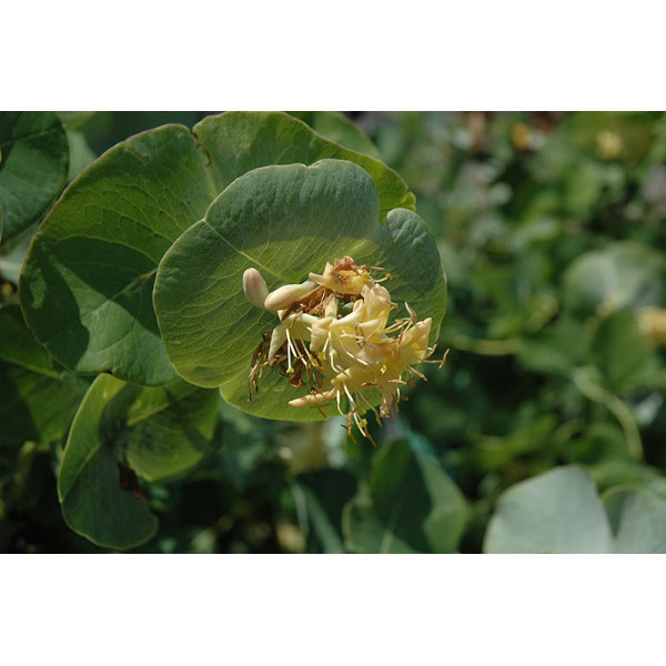 Lonicera nitida Golden Glow - Blomidon Nurseries