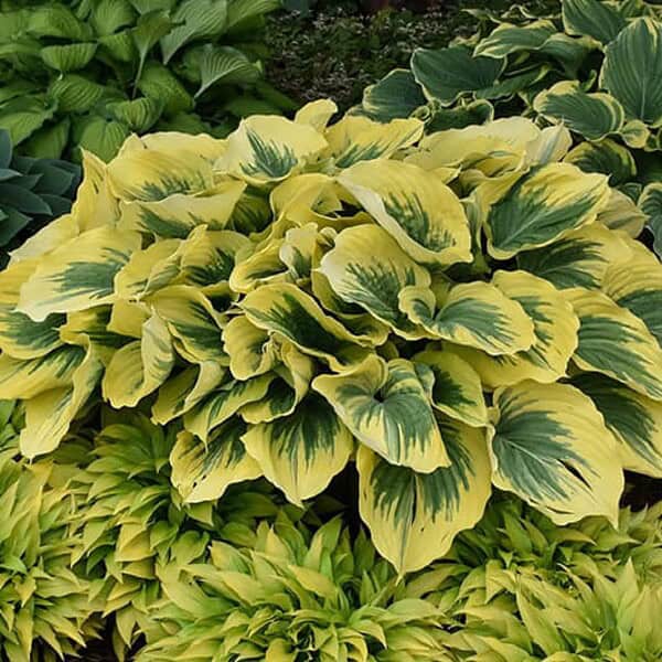 Hosta 'Francee' - Blomidon Nurseries