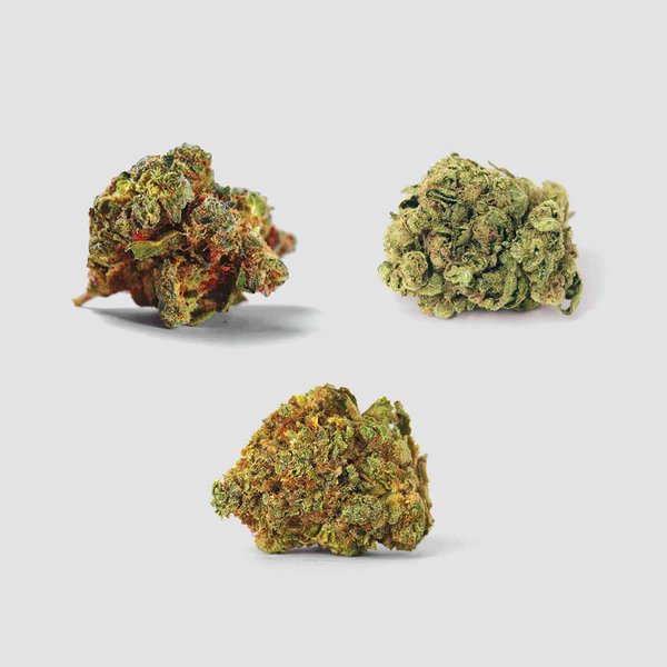 Cannabis Samen Set (Cream Caramel, Guerilla Glue, Power Plant) vom Psychedelika Club