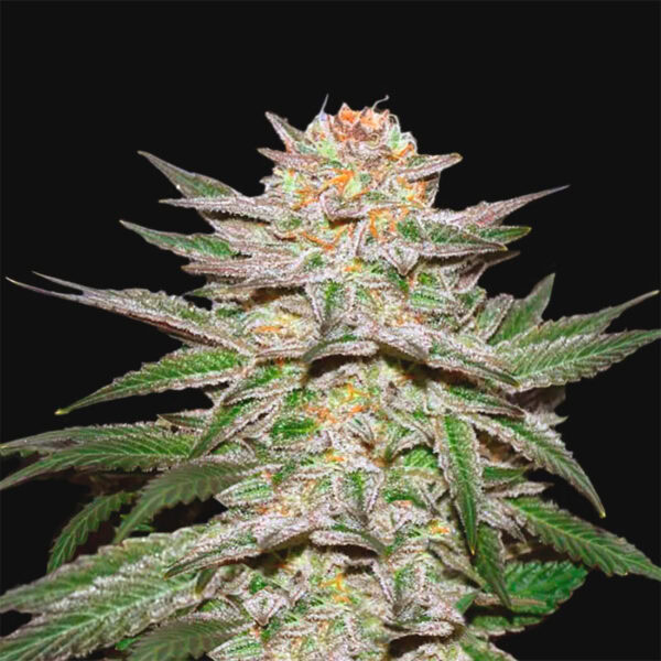 Cream Caramel Cannabis Samen Pflanze