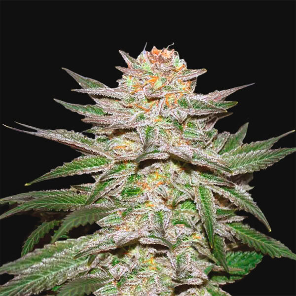 Cream Caramel Cannabis Samen Pflanze