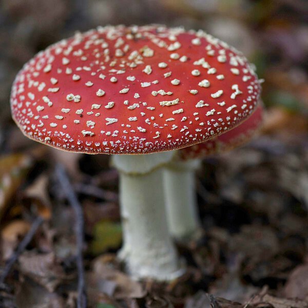 Amanita Muscaria Fliegenpilz