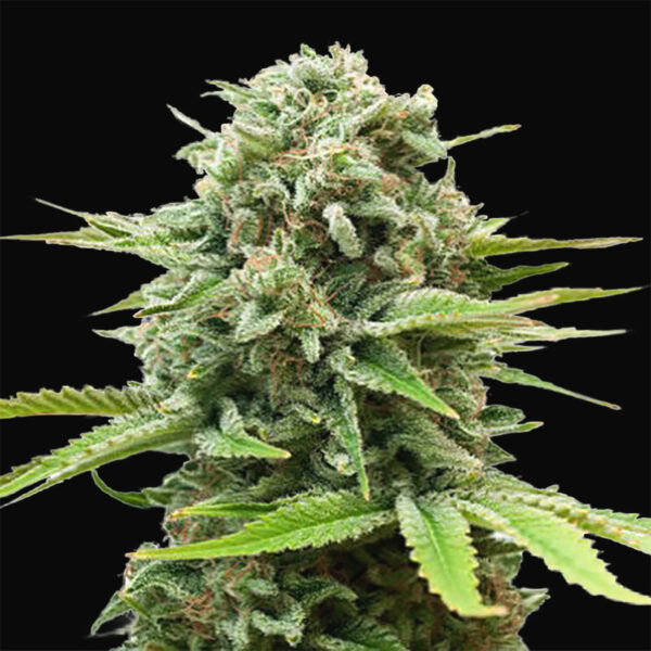 Guerilla Glue Cannabis Samen Pflanze