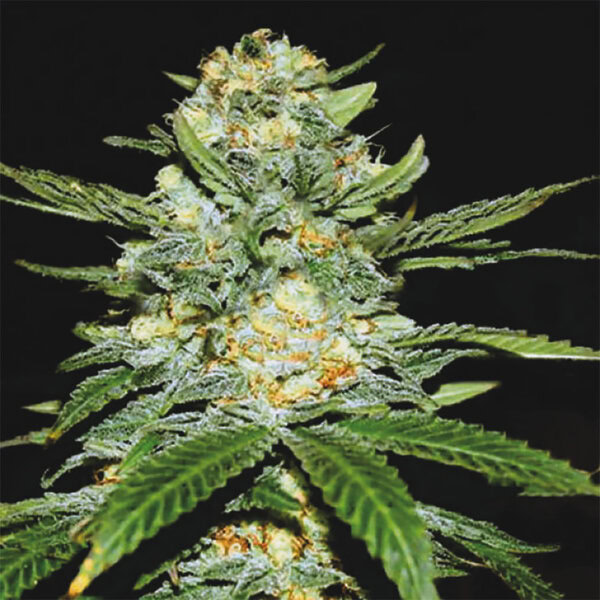 Power Plant Cannabis Samen Pflanze