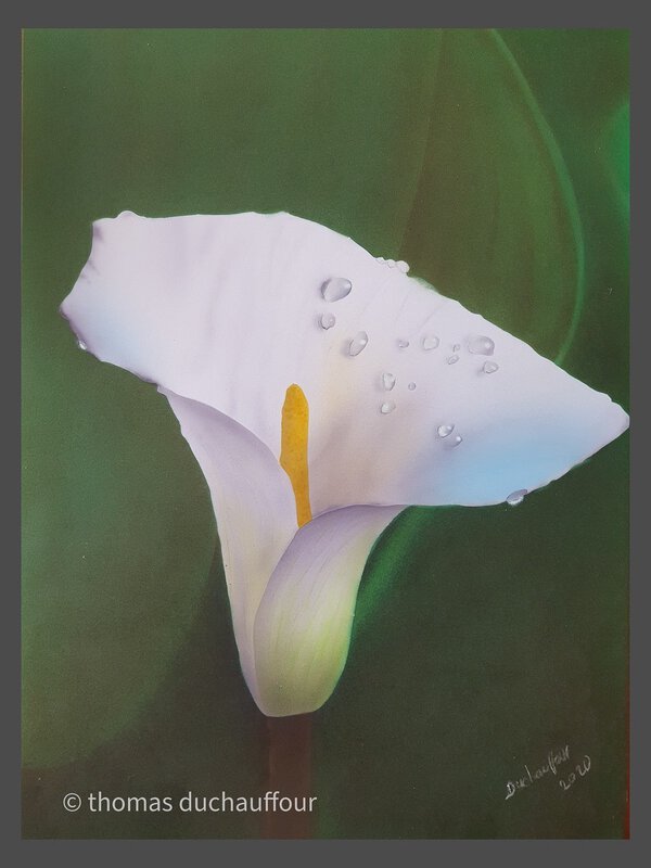 Original Airbrush-Gemaelde Calla-Lilie im Tropfenlicht – Elegante weisse Calla-Bluete mit feinen Wassertropfen vor sanftem dunklen Hintergrund in Freihand-Technik