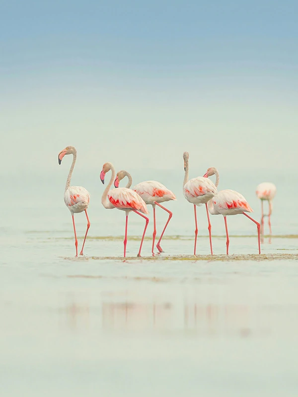 A flock of pink flamingos standing gracefully at Momella Lakes, Arusha