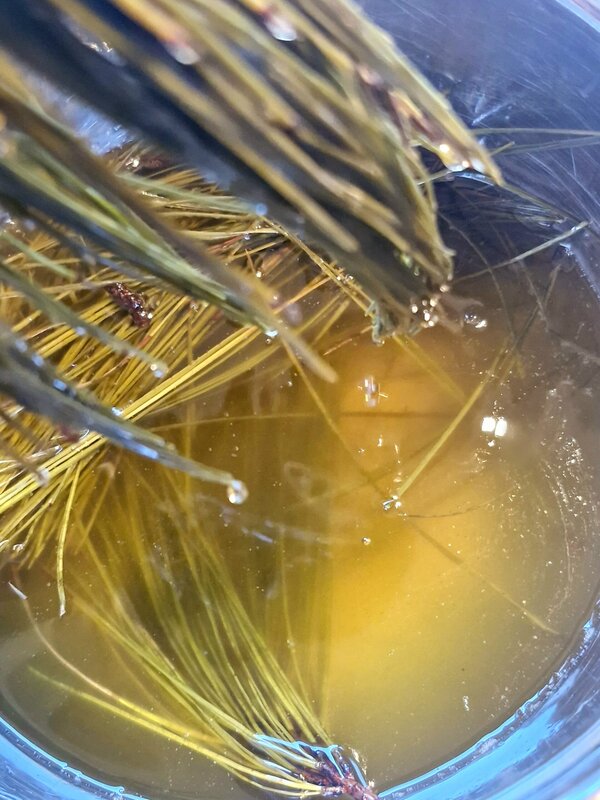 A tallow infusion with pine needles for Cedar and Pine Tallow Soap, handcrafted in Taranaki, New Zealand, Fatglow
