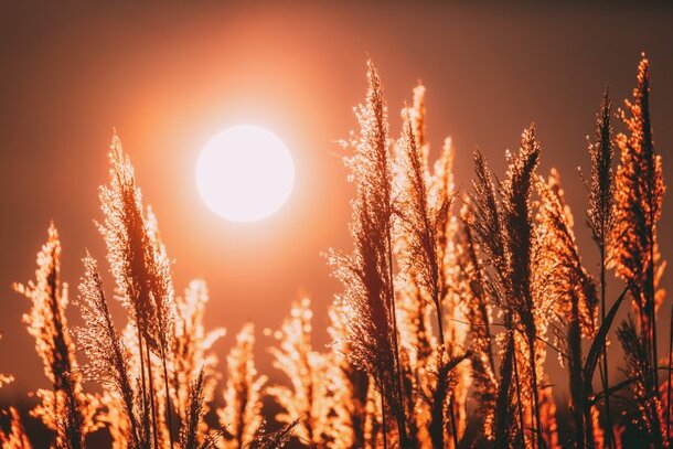 Some cover crops restore soil after summer stress.