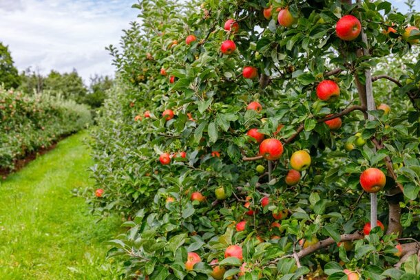 Autumn is ideal for planting fruit trees.