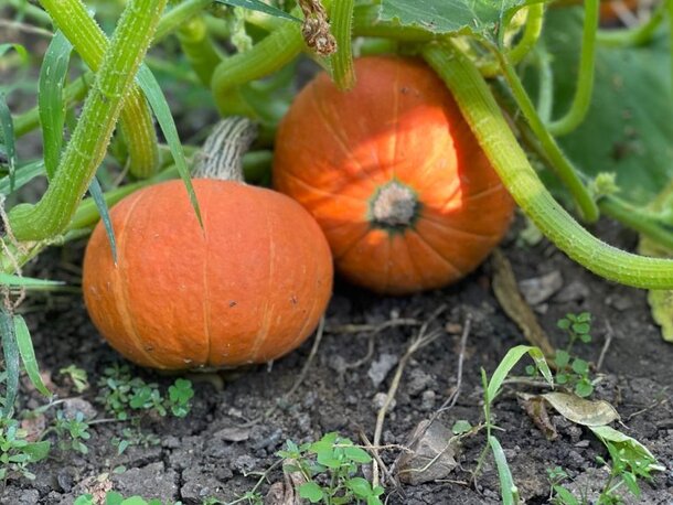Gardeners make mistakes with pumpkins