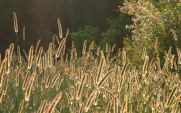 Foxtails peet emergency vet temecula