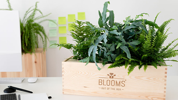 Blooms out of the box klantcase
