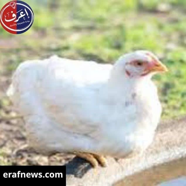 اسعار الفراخ والبيض