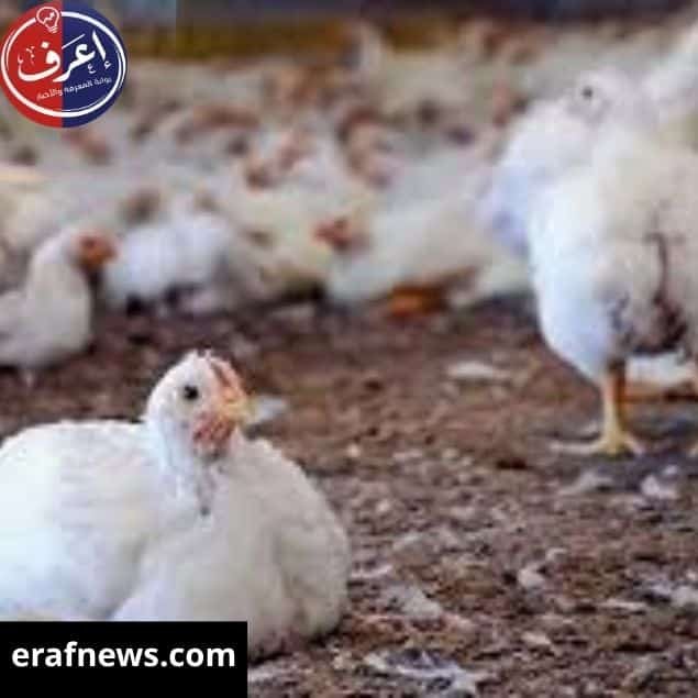 الفراخ