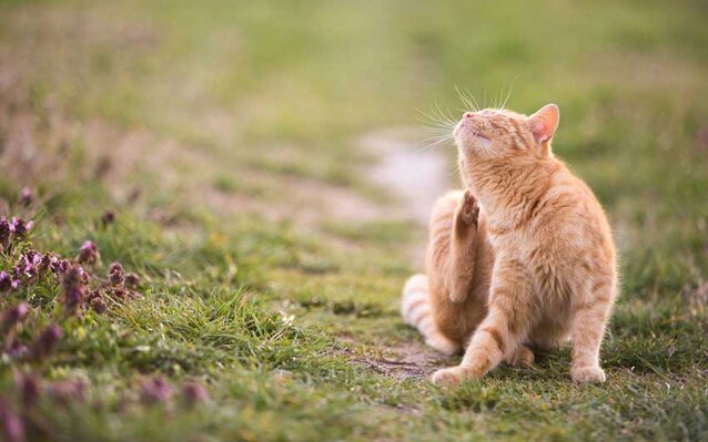 Fleas on cat