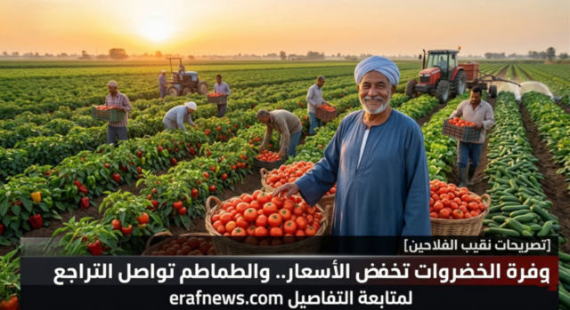 الطماطم