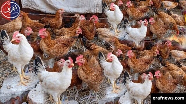 أسعار الفراخ البيضاء اليوم