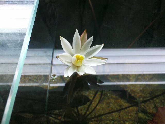 Tiger Lotus Blossom