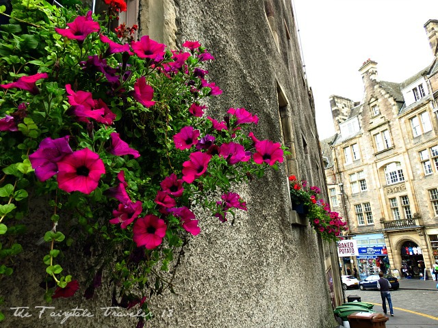 My First UK Driving Experience 1 A side street off the Royal Mile. These flowers caught my eye. I love the contrast of them against the stone.
