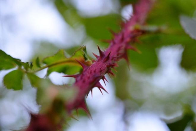 шиповник в доме приметы. Смотреть фото шиповник в доме приметы. Смотреть картинку шиповник в доме приметы. Картинка про шиповник в доме приметы. Фото шиповник в доме приметы