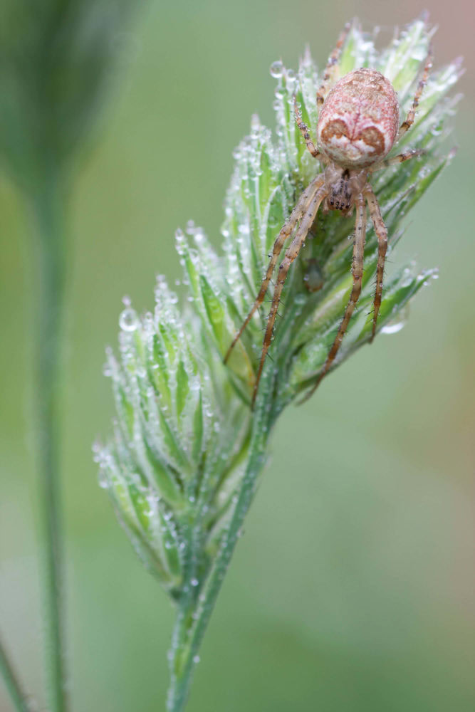 Spinne im Herbst