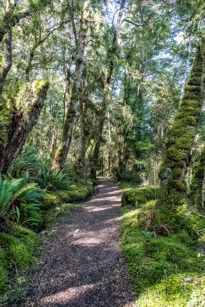 Pfad durch bemoosten Wald